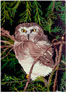 Owl, oil on canvas, by Sheri Caldwell